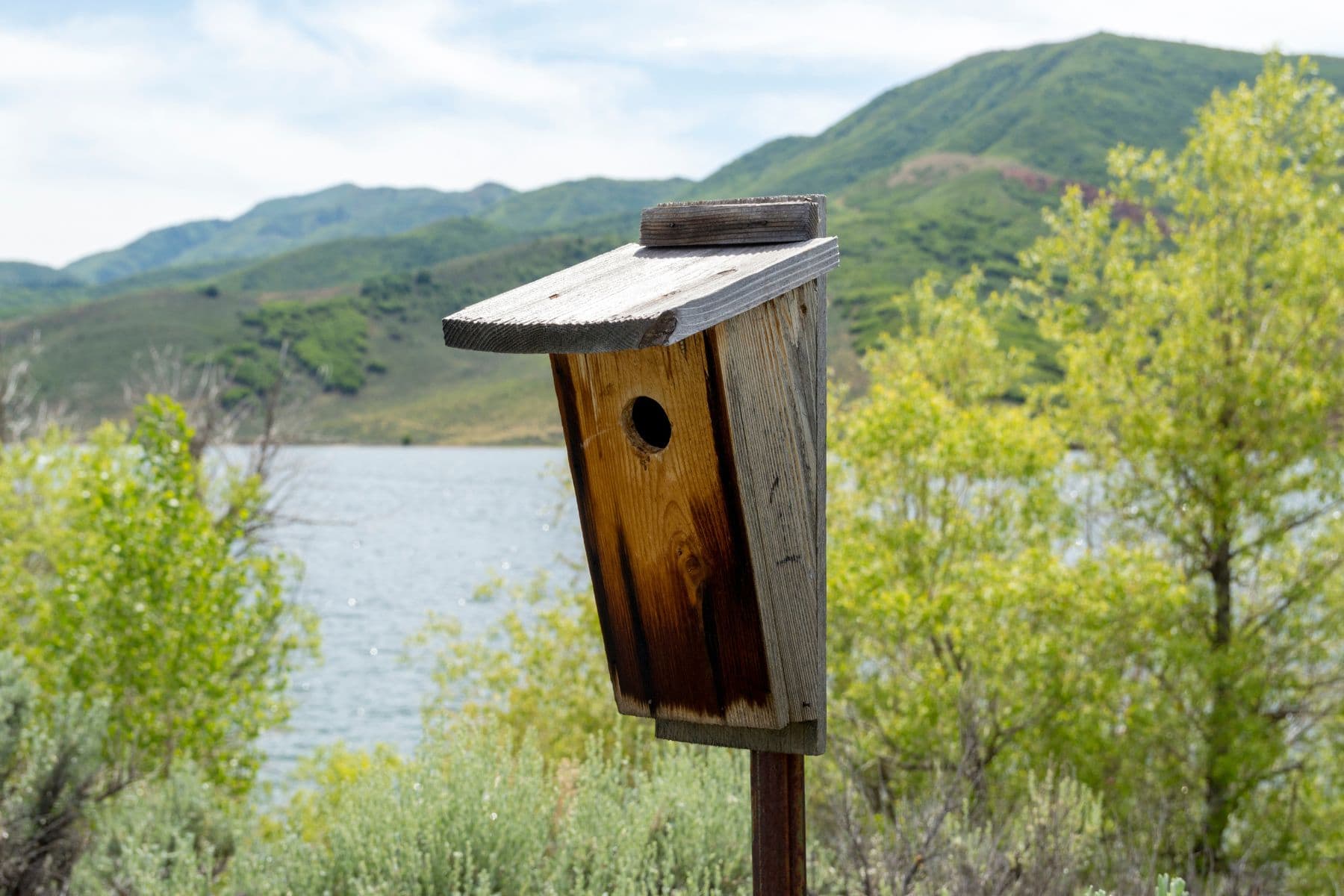 East Canyon State Park Birds Nest