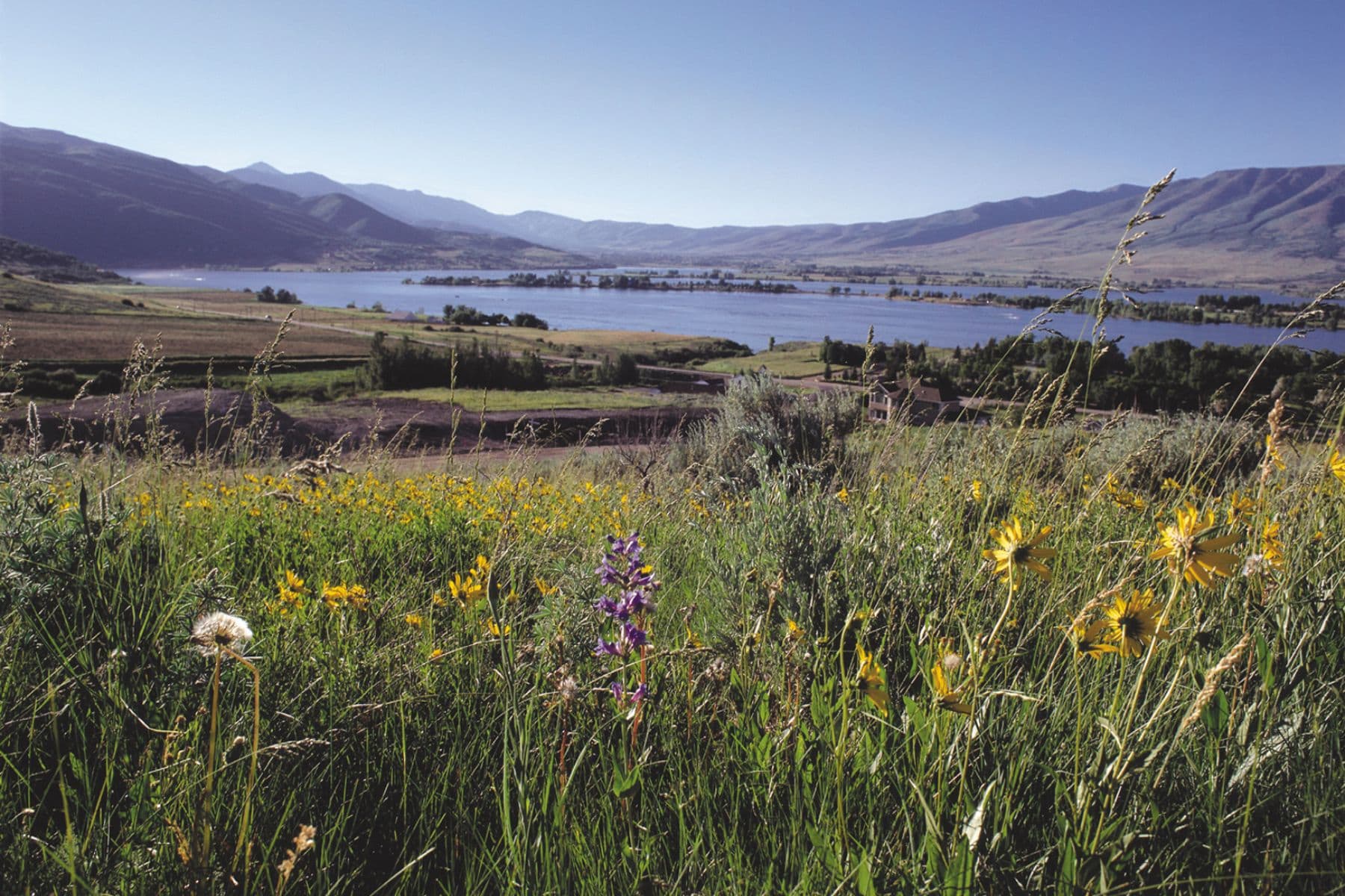 Pineview Reservoir Grass
